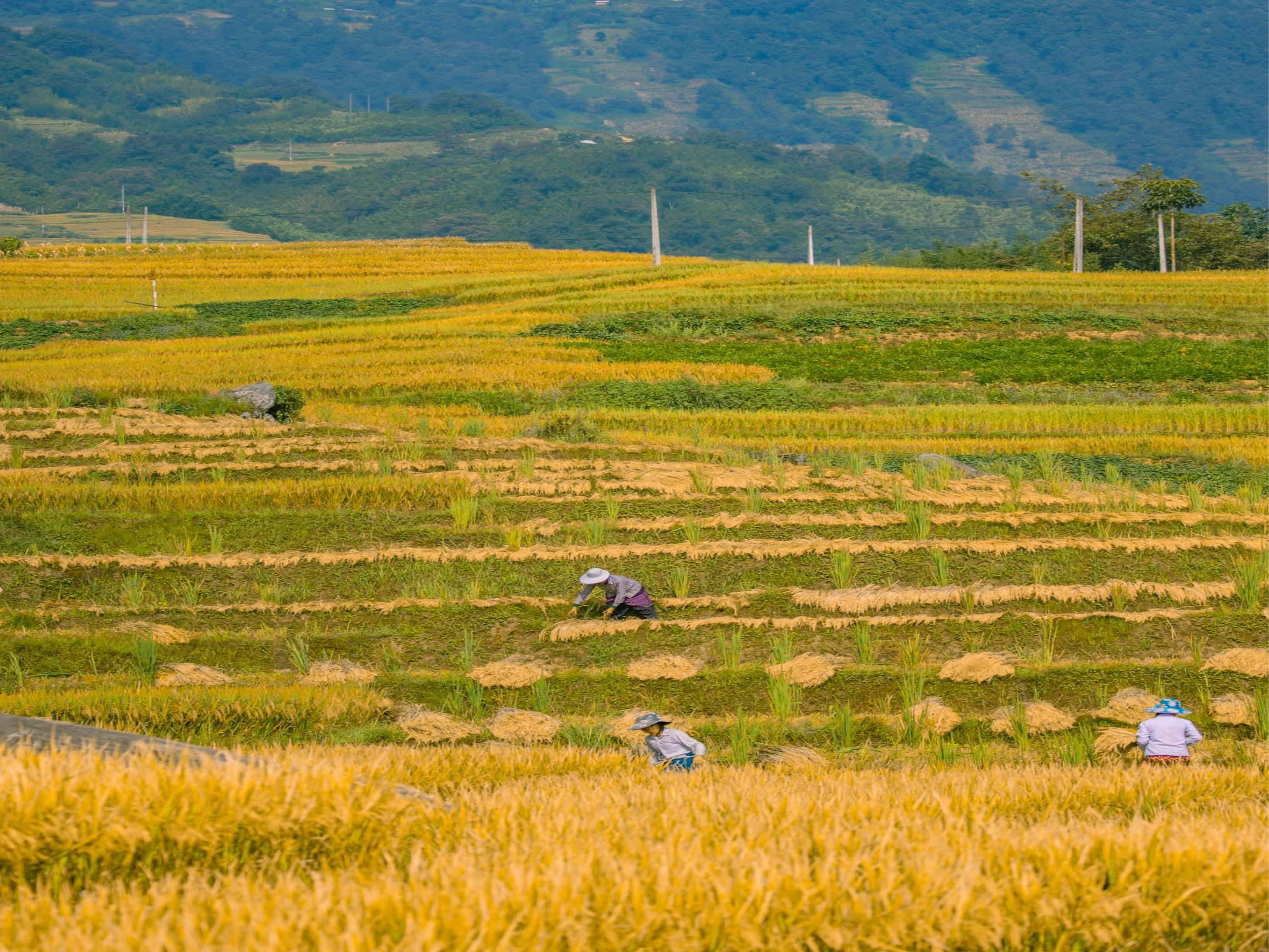 Lào Cai: Thung lũng ruộng bậc thang Thề Pả mùa lúa chín-dulichgiaitri.vn