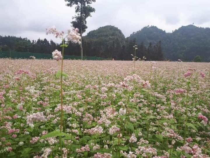 Mùa thu ở Si Ma Cai (Lào Cai) có gì đặc biệt-dulichgiaitri.vn