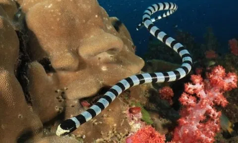Thực hư rắn biển xuất hiện ở đảo Phú Quý