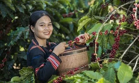 Kim ngạch xuất khẩu cà phê Việt Nam quý I/2024 tăng mạnh
