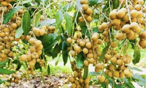 Vụ nhãn Hưng Yên 2025: Sản lượng vượt 50.000 tấn, trên 60% đạt chuẩn VietGAP và hữu cơ