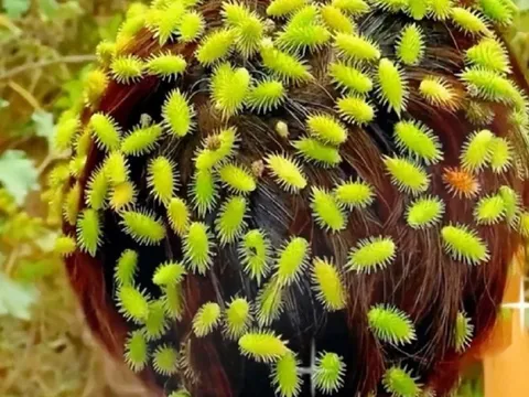 Loại quả là "kẻ thù nhà nông" ở quê ít ai ngó, nay thế giới lại đánh giá cao vài trăm nghìn mới mua được 1kg