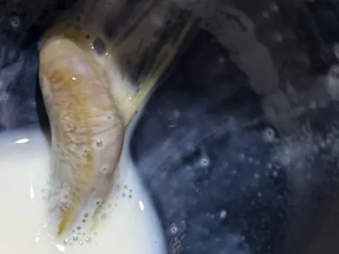 Người mẹ hoảng sợ phát hiện "sinh vật kỳ dị" trong hộp sữa mà hai con nhỏ đã uống