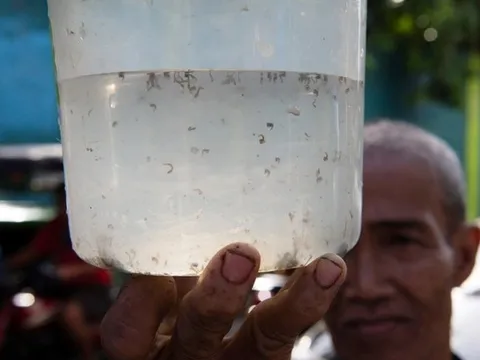 Kỳ lạ ngôi làng đổi gạo lấy muỗi chết