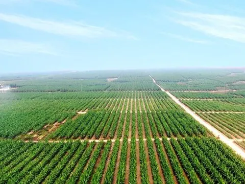 Doanh thu tăng trưởng, HAGL Agrico vẫn chìm trong gánh nặng tài chính