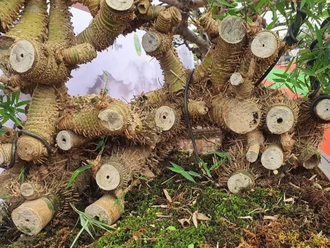 Loại cây quen thuộc mọc bờ bụi lên chậu giá nửa tỷ đồng vẫn, chủ vườn vẫn "chưa ưng bán"