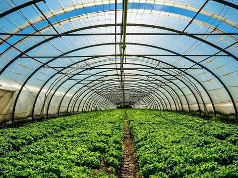 "Ứng dụng trí tuệ nhân tạo trong nâng cao năng suất nông nghiệp"